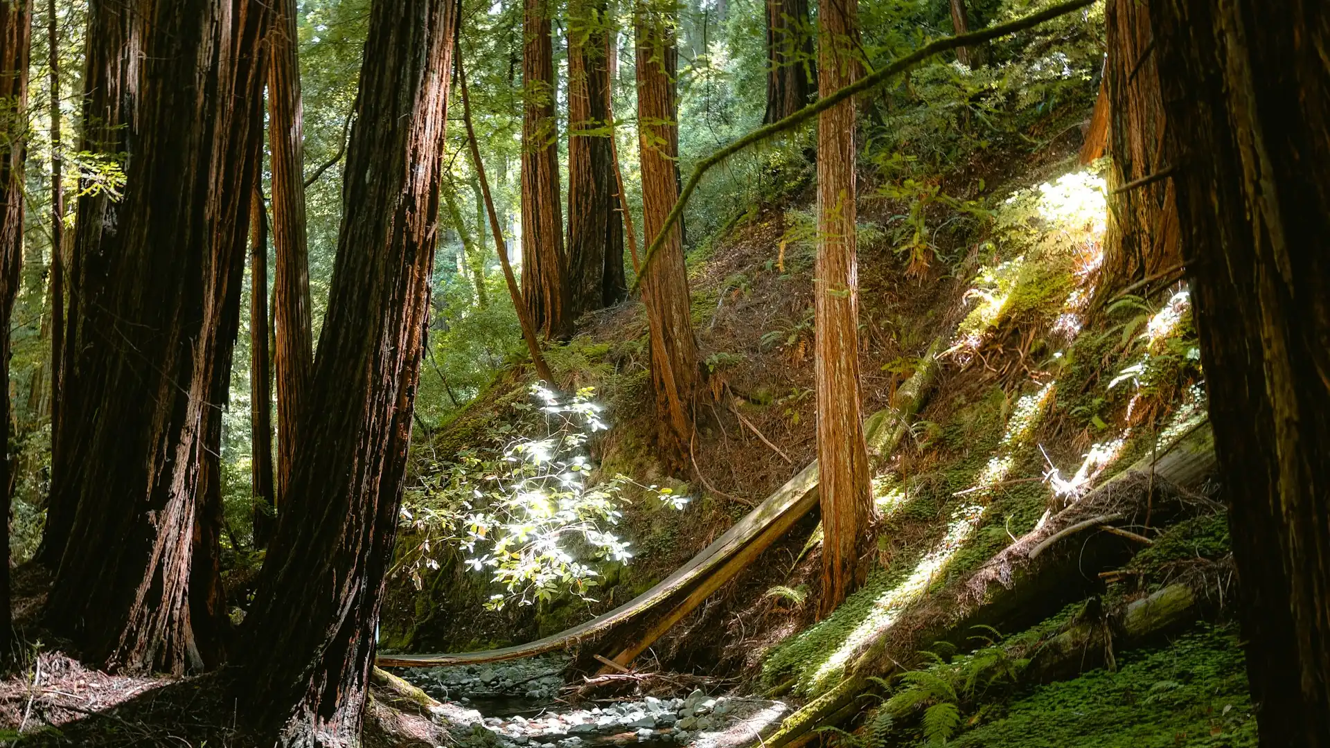 Scotts Valley electrical contractor — San Lorenzo Valley gateway service area